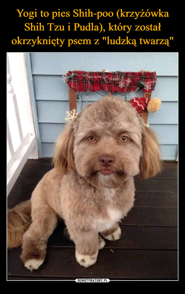 Yogi to pies Shih-poo (krzyżówka Shih Tzu i Pudla), który został okrzyknięty psem z "ludzką twarzą"